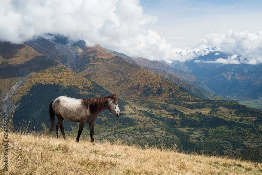 Horse on the pasture in the mountains of Svaneti, Georgia