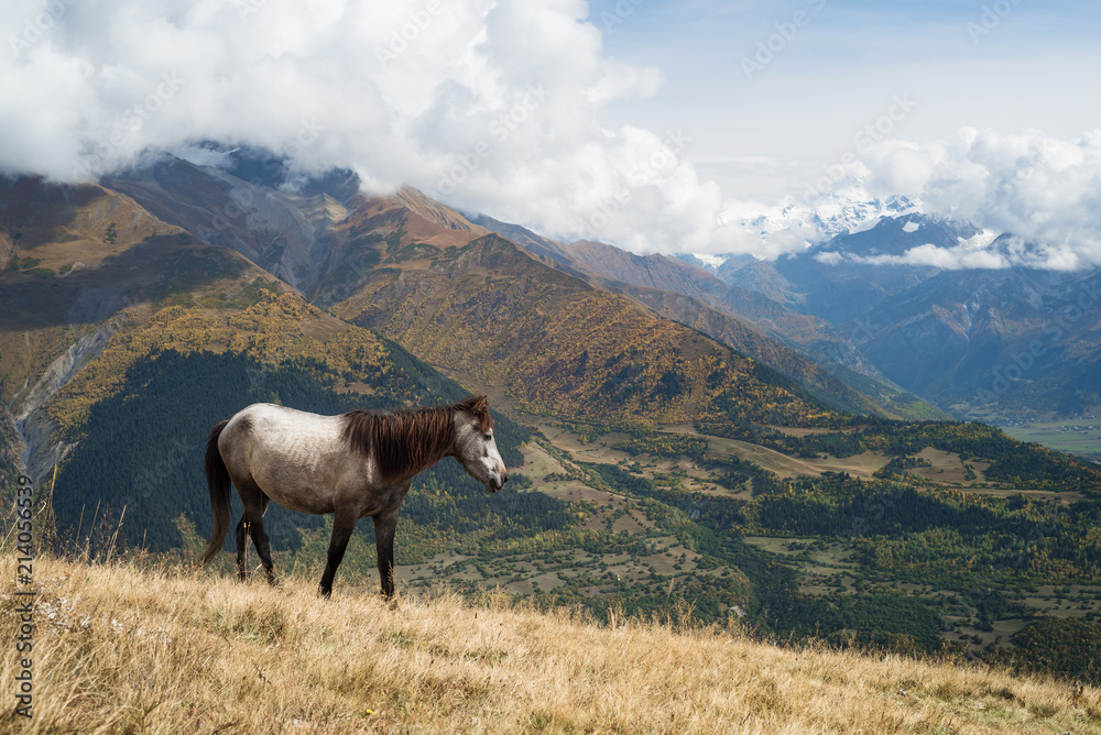 Fototapeta premium Horse on the pasture in the mountains of Svaneti, Georgia