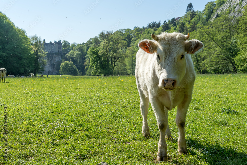 Une vache en liberté dans une prairie Une vache en liberté dans une prairie