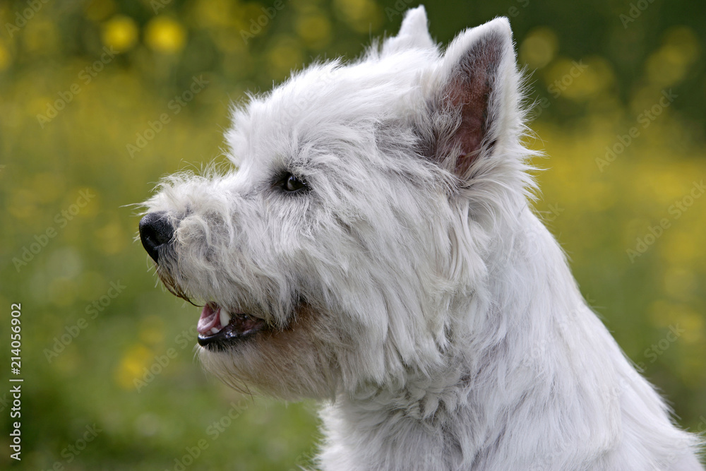 West-highland Terrier portrait profile, in meadow of yellow flowers, blurred background