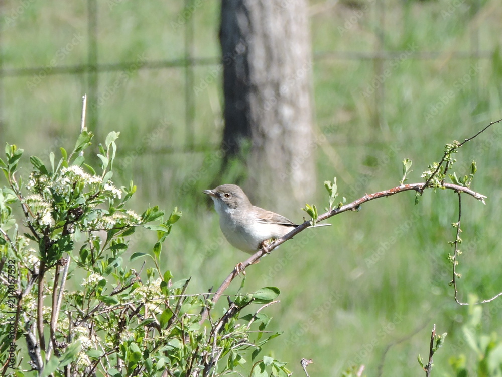 Fototapeta premium Sylvia communis