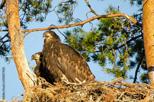 white-tailed eagle