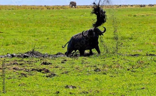 Elephant throwing up mud.