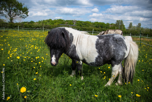 Happy Horse photo