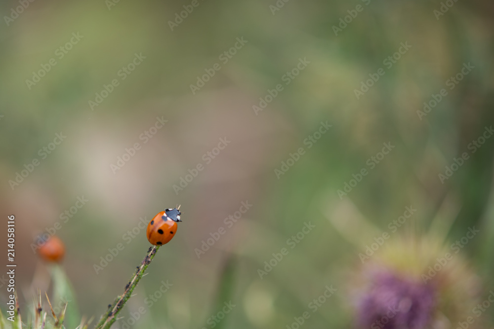 Fototapeta premium Ladybird