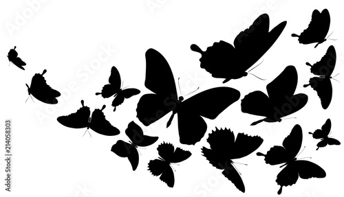 black butterfly, isolated on a white