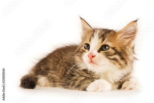  kitten on white background