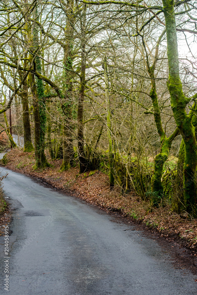 A windy roady leading through green trees in a forrest