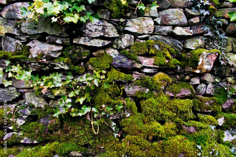 A mossy, stone wall with leaves and vines A mossy, stone wall with leaves and vines