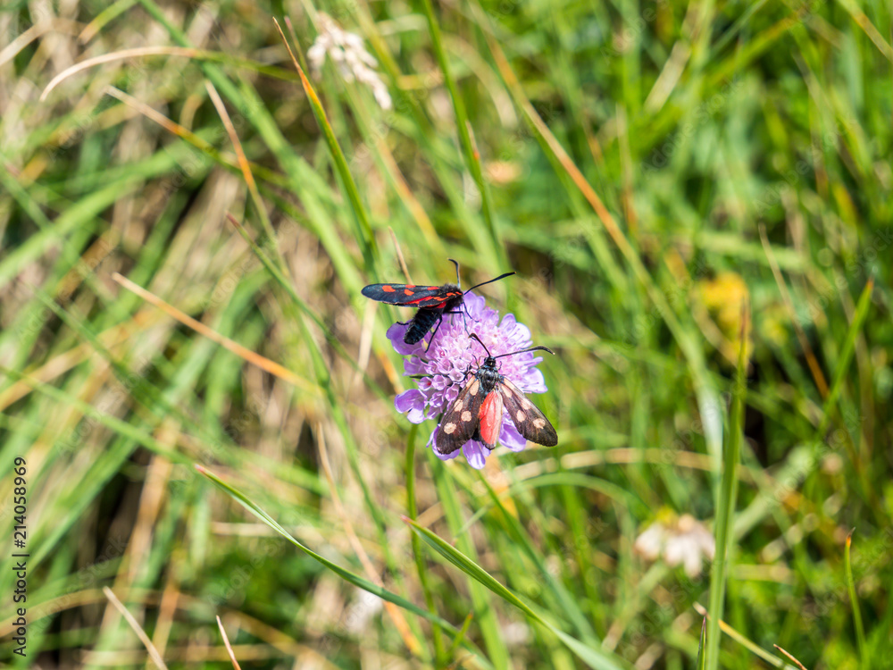 Sechsfleck-Widderchen auf einer Wiese Sechsfleck-Widderchen auf einer Wiese