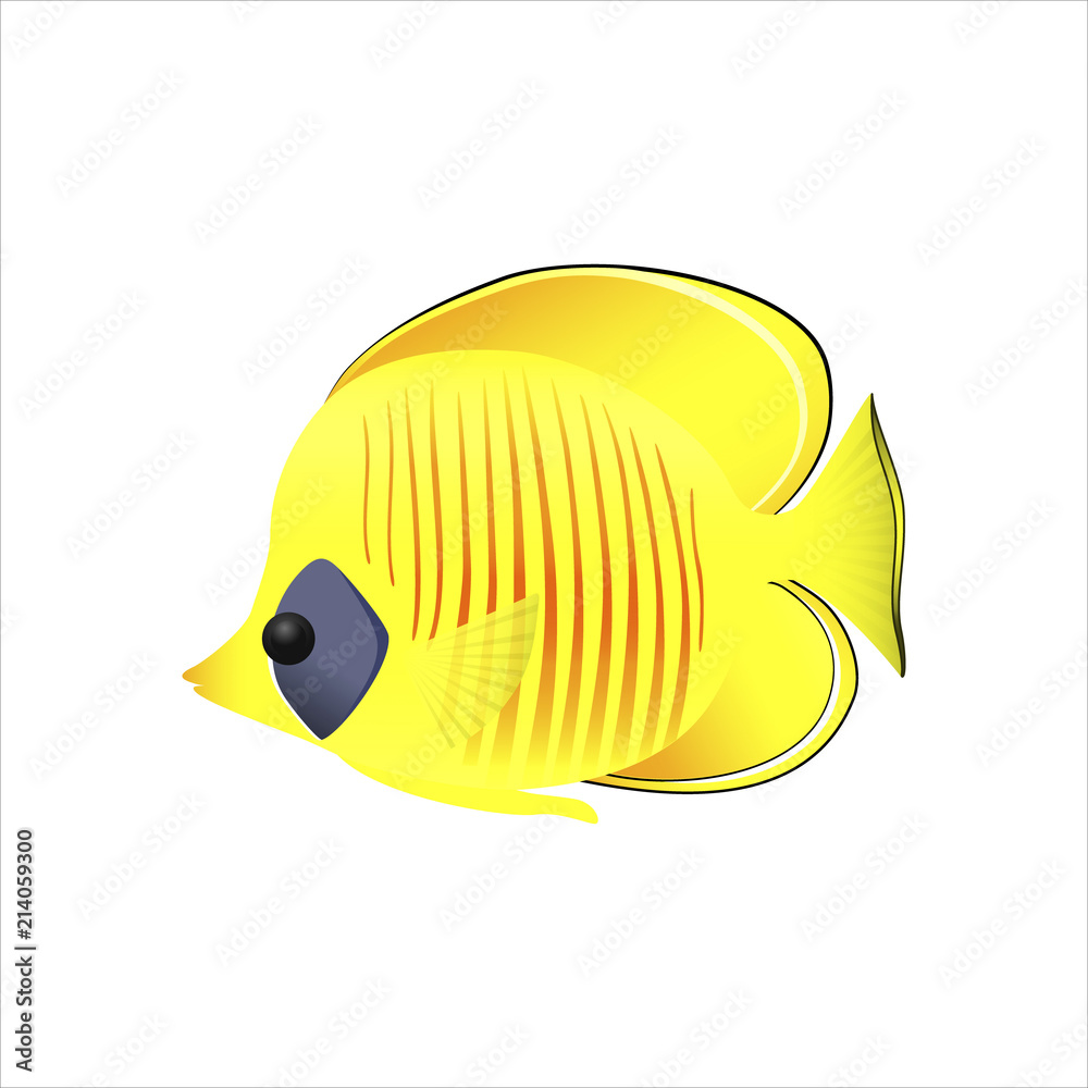 Sea fish Chaetodon semilarvatus