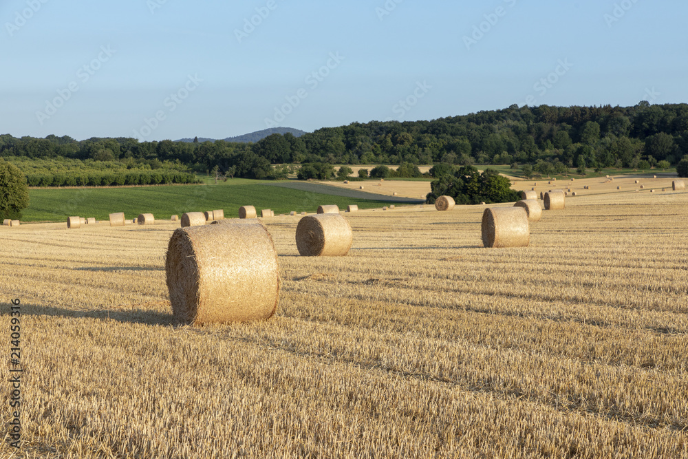 bale of straw after harvest at the field