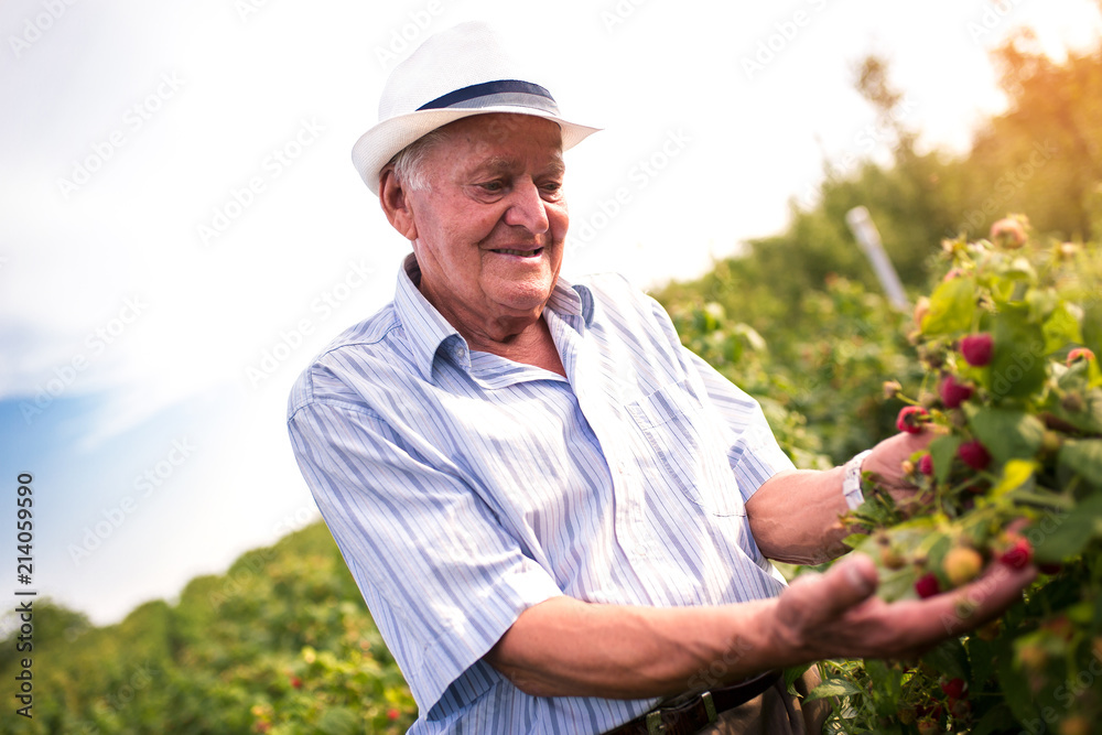 Senior man picking blackberries in an orchard Senior man picking blackberries in an orchard