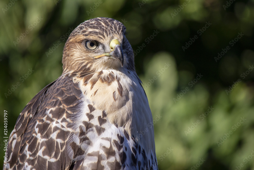 Hawk Hawk