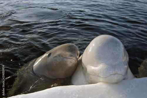 Belugas, White whales (Delphinapterus leucas), White Sea, Kareliya, north Russia, Arctic photo