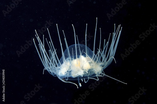 Clinging Jellyfish (Gonionemus vertens), Japan Sea, Primorsky Krai, Russian Federation, Far East