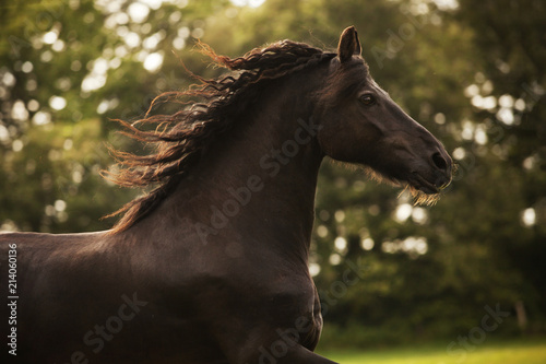 Horse galloping in field