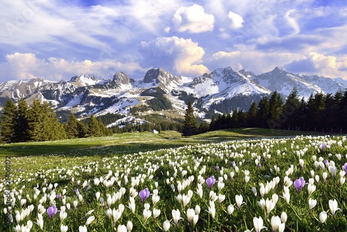 Flowering crocus meadow with storm clouds above the Bernese Alps, Nunenenflue, Gantrisch, Ochsen, Gurnigel pass, Canton of Bern, Switzerland, Europe photo