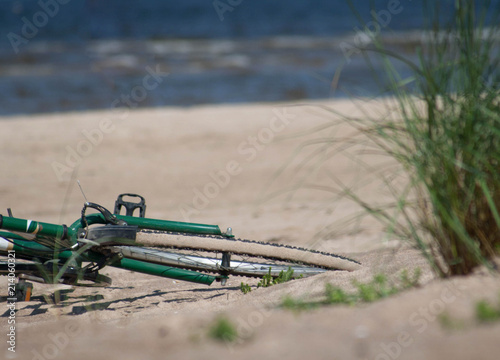 green plant and bicycle, on beach sand with sea in background