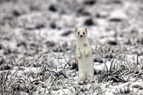 Ermine (Mustela erminea) in its winter coat on a hoarfrost-covered meadow, Allgaeu, Bavaria, Germany, Europe