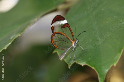 Glasswinged butterfly (Greta oto), found in South America photo