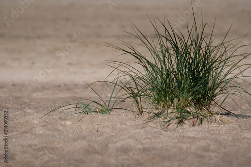 green plant on beach sand with sea