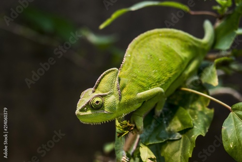 Close up of veiled chameleon on branch photo