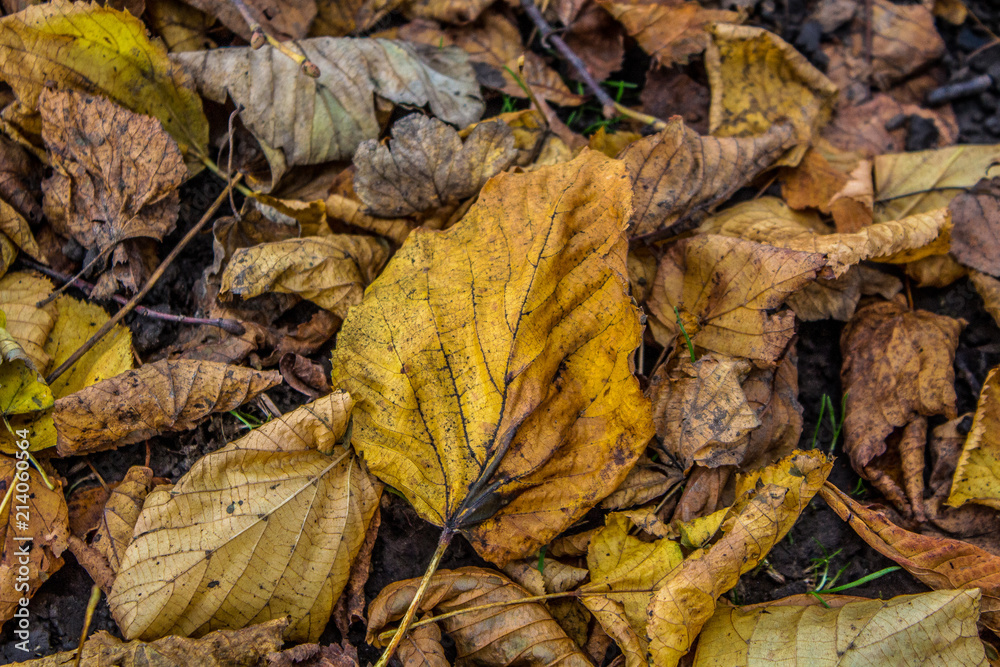 Leaves Leaves