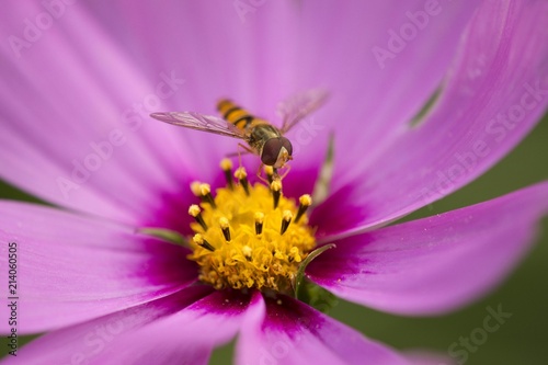 Hoverfly (Syrphidae) perched on the flower of a Purple Garden Cosmos (Cosmos bipinnatus, Cosmea bipinnata), Lower Saxony, Germany, Europe photo
