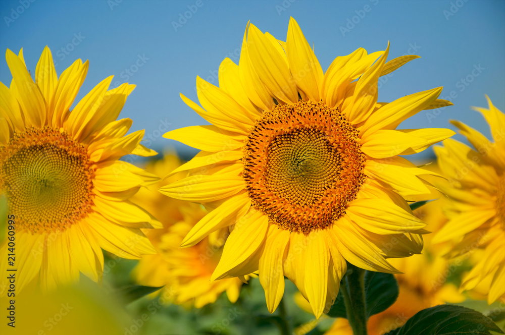 Close-up of a sunflower against a blue sky and a blooming field Close-up of a sunflower against a blue sky and a blooming field