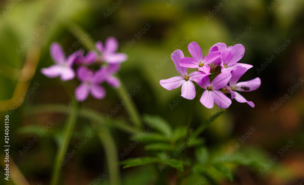 russian wild forest flowers, macro shot
