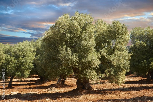 Ancient Cerignola olive trees (Olea europaea), Ostuni, Apulia, Italy, Europe photo