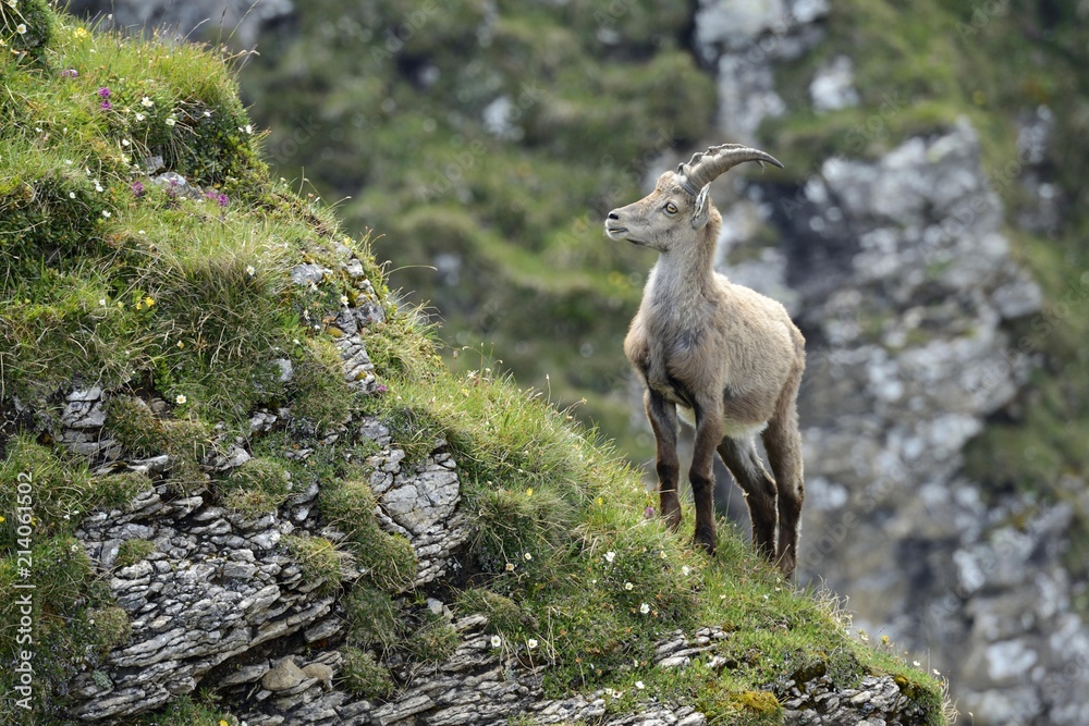 Alpine Ibex standing on mountain at Berner Oberland Alpine Ibex standing on mountain at Berner Oberland