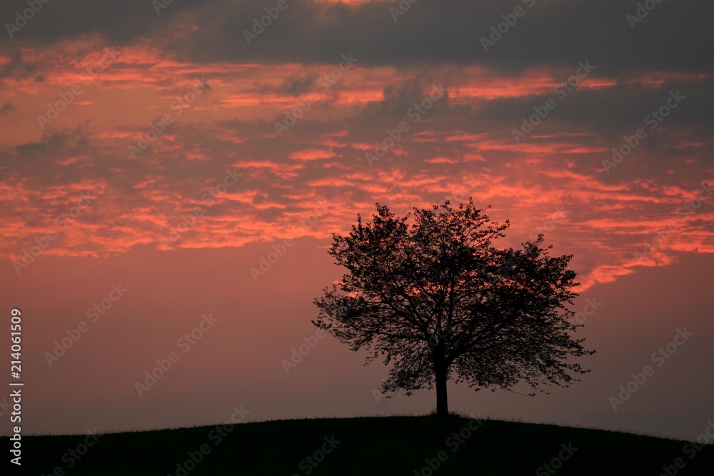 Tree silhouetted against a sky full of storm clouds, Hirzel, Canton of Zurich, Switzerland, Europe Tree silhouetted against a sky full of storm clouds, Hirzel, Canton of Zurich, Switzerland, Europe