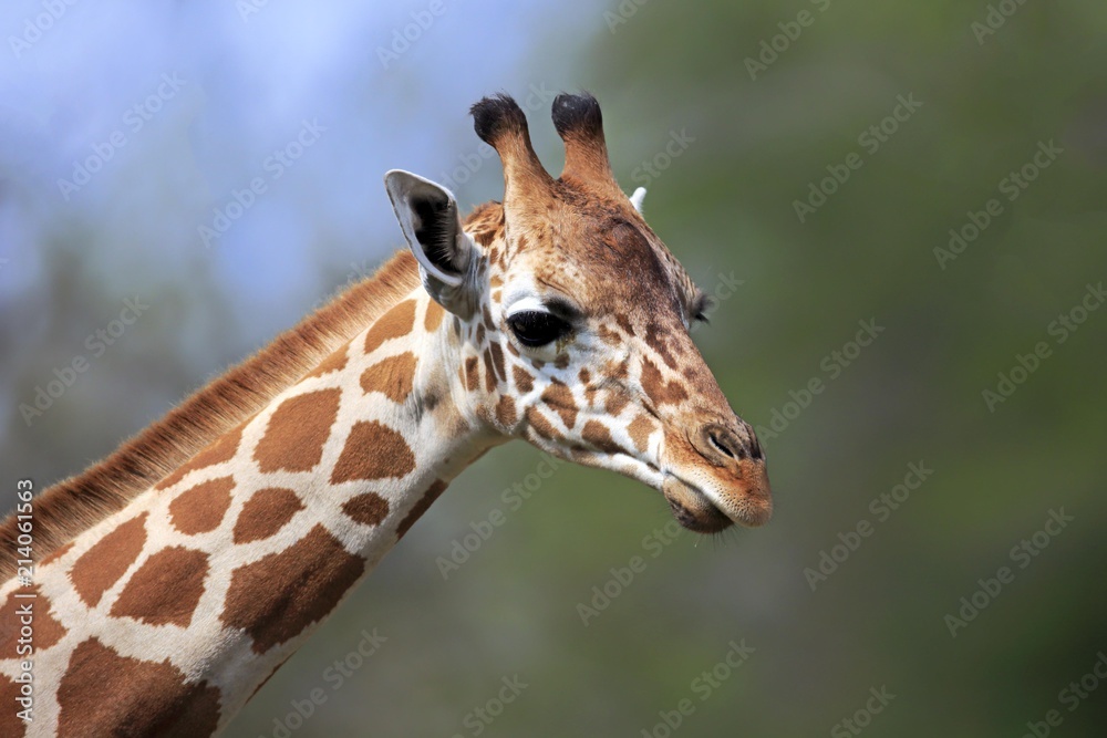 Reticulated Giraffe (Giraffa camelopardalis reticulata), adult, portrait, captive, Miami, Florida, USA, North America Reticulated Giraffe (Giraffa camelopardalis reticulata), adult, portrait, captive, Miami, Florida, USA, North America