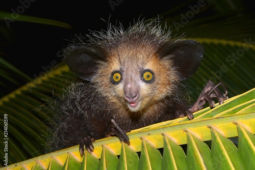 Aye-aye (Daubentonia madagascariensis) on a palm frond, Masoala Peninsula, Madagascar, Africa