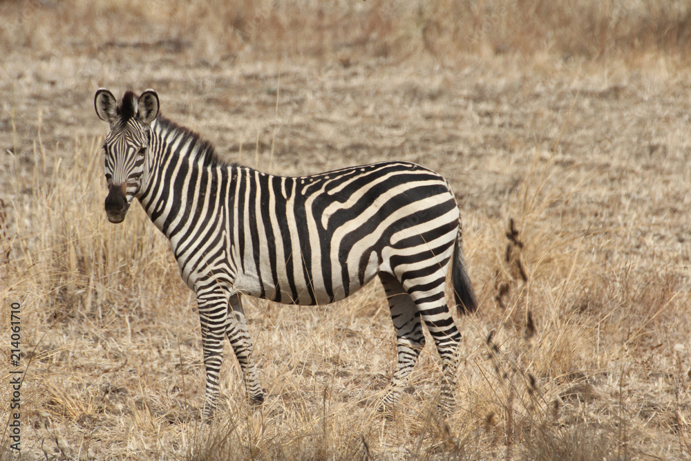 Fototapeta premium Zambia: Zebras in South Luangwa National Park