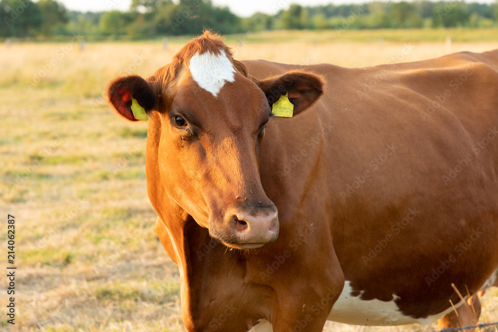 cow on a field cow on a field