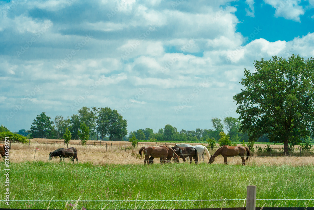 Horse in spring pasture. The horse eating the green grass at the spring meadow Horse in spring pasture. The horse eating the green grass at the spring meadow