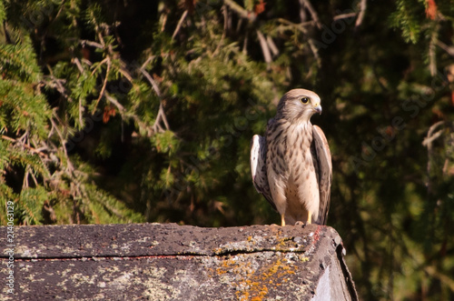 young kestrel