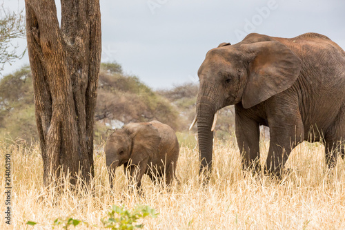 Elefantenkuh mit Kälbchen