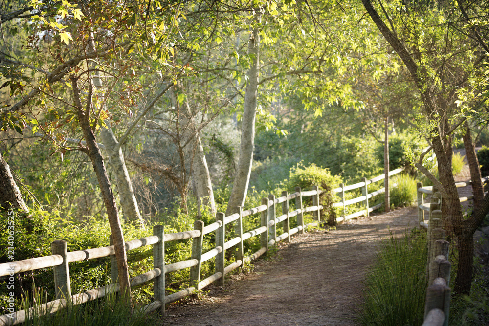 Photograph of a tree lined trail in the sunshine