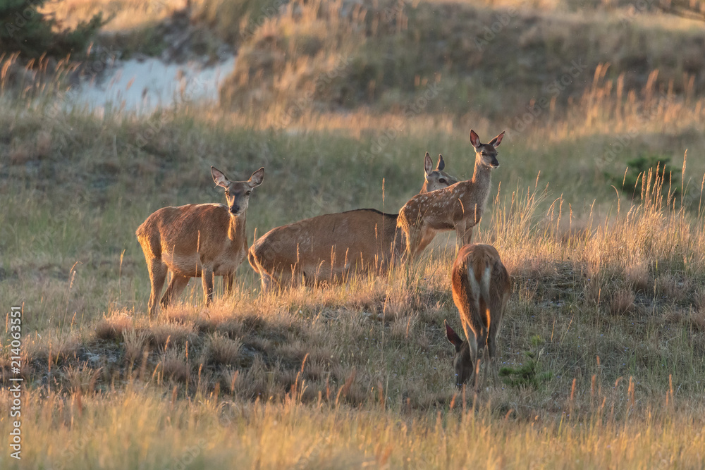 Naklejka premium Rotwild an der ostseeküste