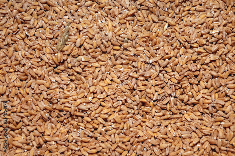Heap of spelt seeds without hulls Heap of spelt seeds without hulls