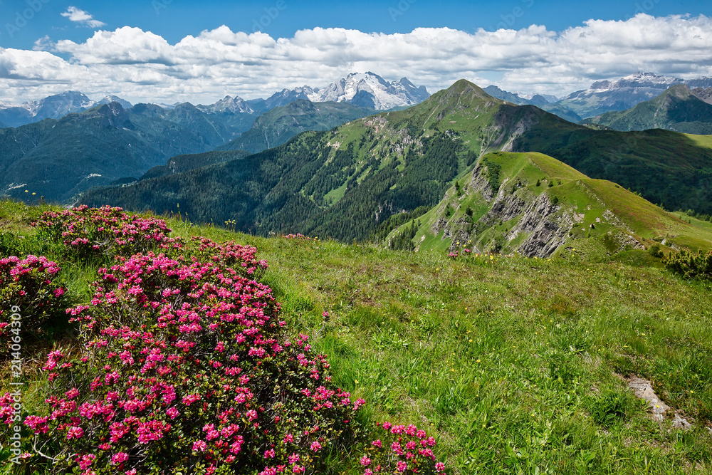 Rhododendrons blossom on mountain slopes in spring