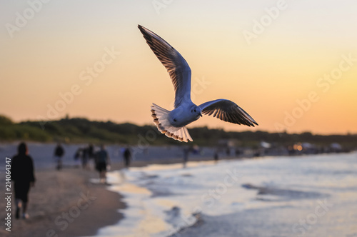 Seagull above Baltic Sea beach in Swinoujscie city, Poland