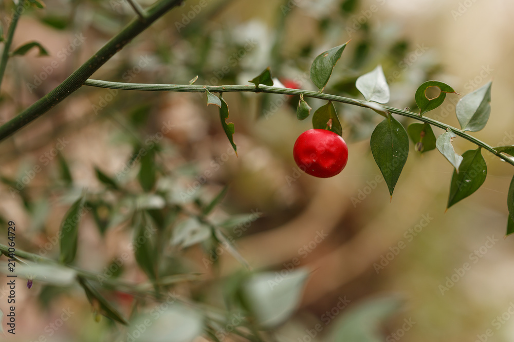 Obraz premium russian wild forest berry