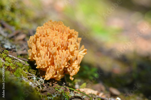 ramaria formosa mushroom