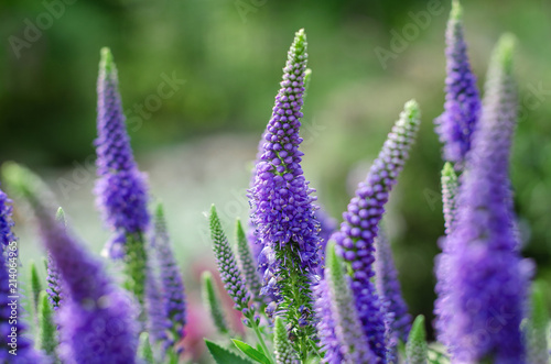 Close up of Beautiful Purple Spiked Speedwell and Blurred Backyard Lush Green Grass