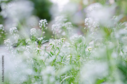 beautiful white flowers, softness, background for wedding invitations © Lema-lisa